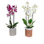 Orchidées phaleonopsis