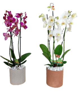 Orchidées phaleonopsis